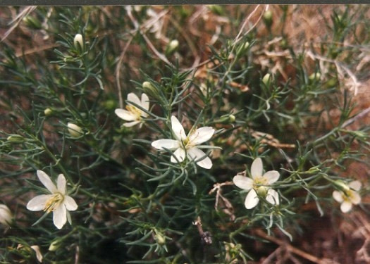 3 oz Wild Rue seed P harm ala esphand harmel