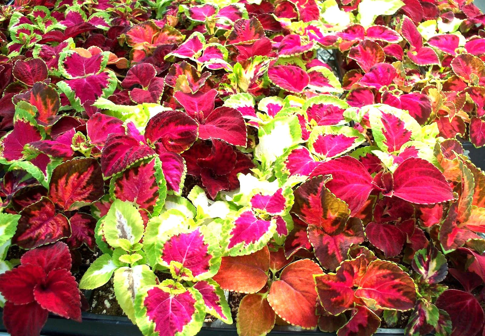 Rainbow Mix Coleus Seeds | Annual Tropical Houseplant Leaf Shade Plant Seed 2025