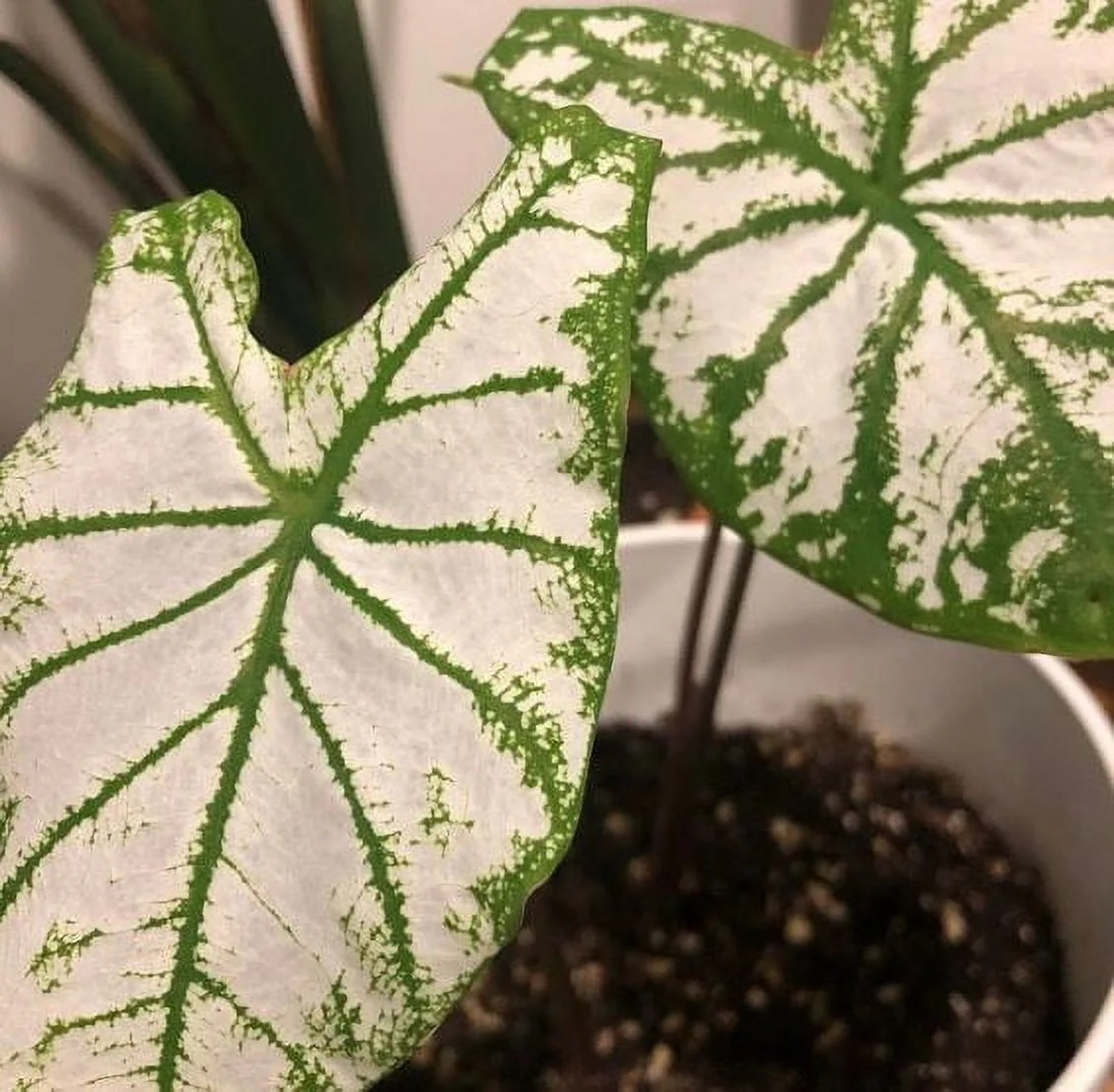 White Christmas Caladium (2 Bulbs)