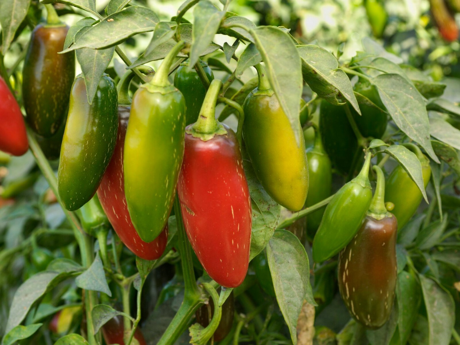  Jalapeno Pepper (25) Seeds Green to Red Tasty Vegetable Prolific Growth