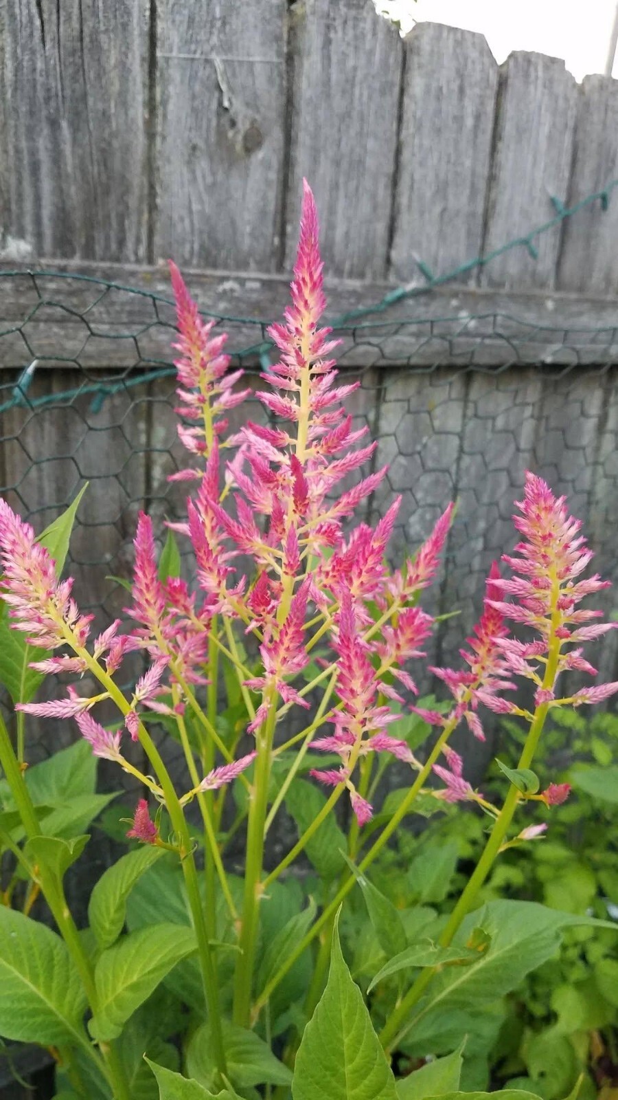 Summer Sherbert Celosia Seeds 50 Organic Seeds RARE