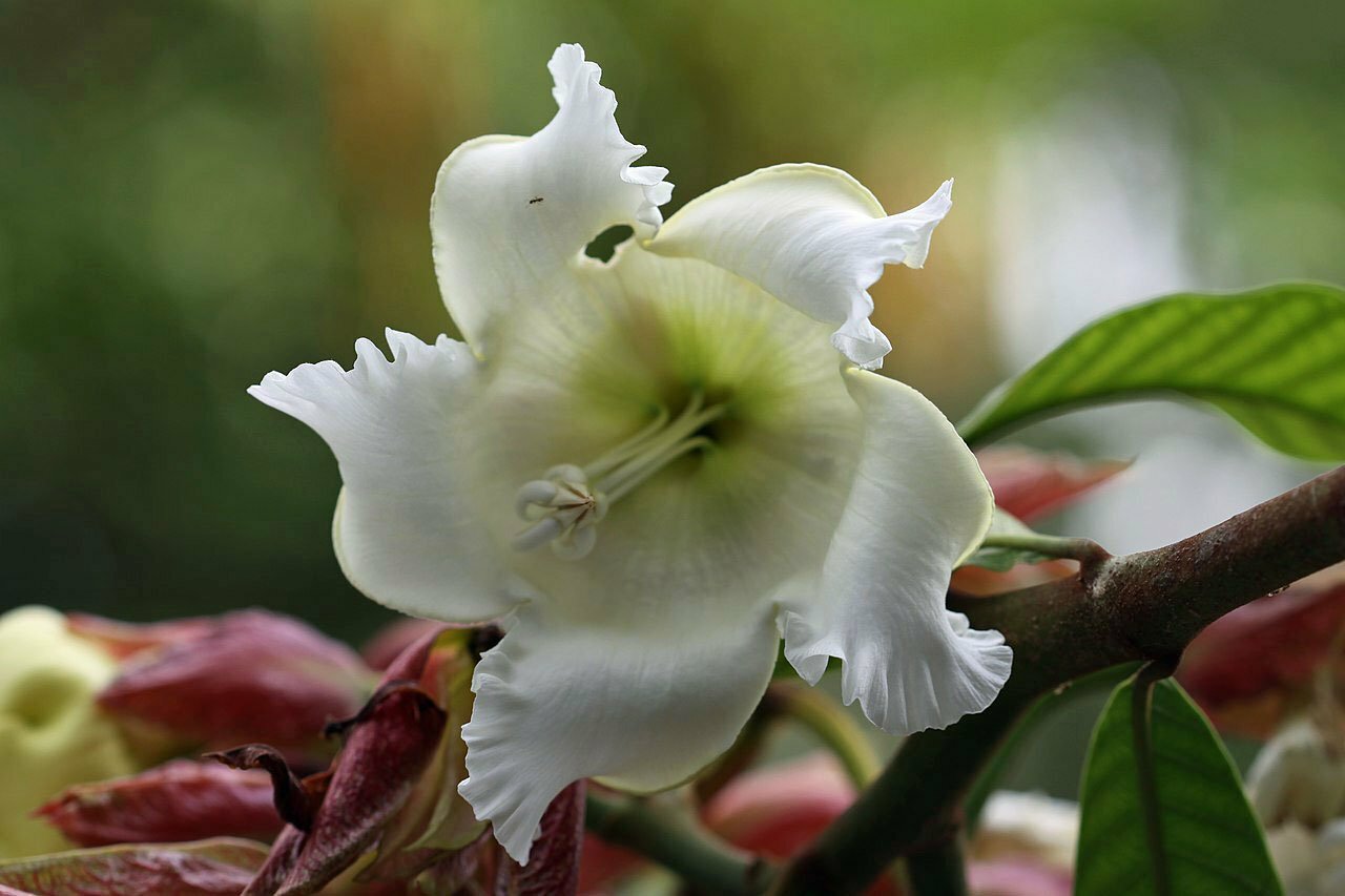 Beaumontia grandiflora | Herald’s Trumpet | Easter Lily Vine | 10 Seeds