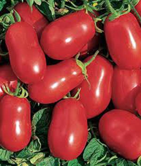 Roma Italian Tomato Seeds, Heirloom, NON-GMO, Variety Sizes, FREE SHIPPING