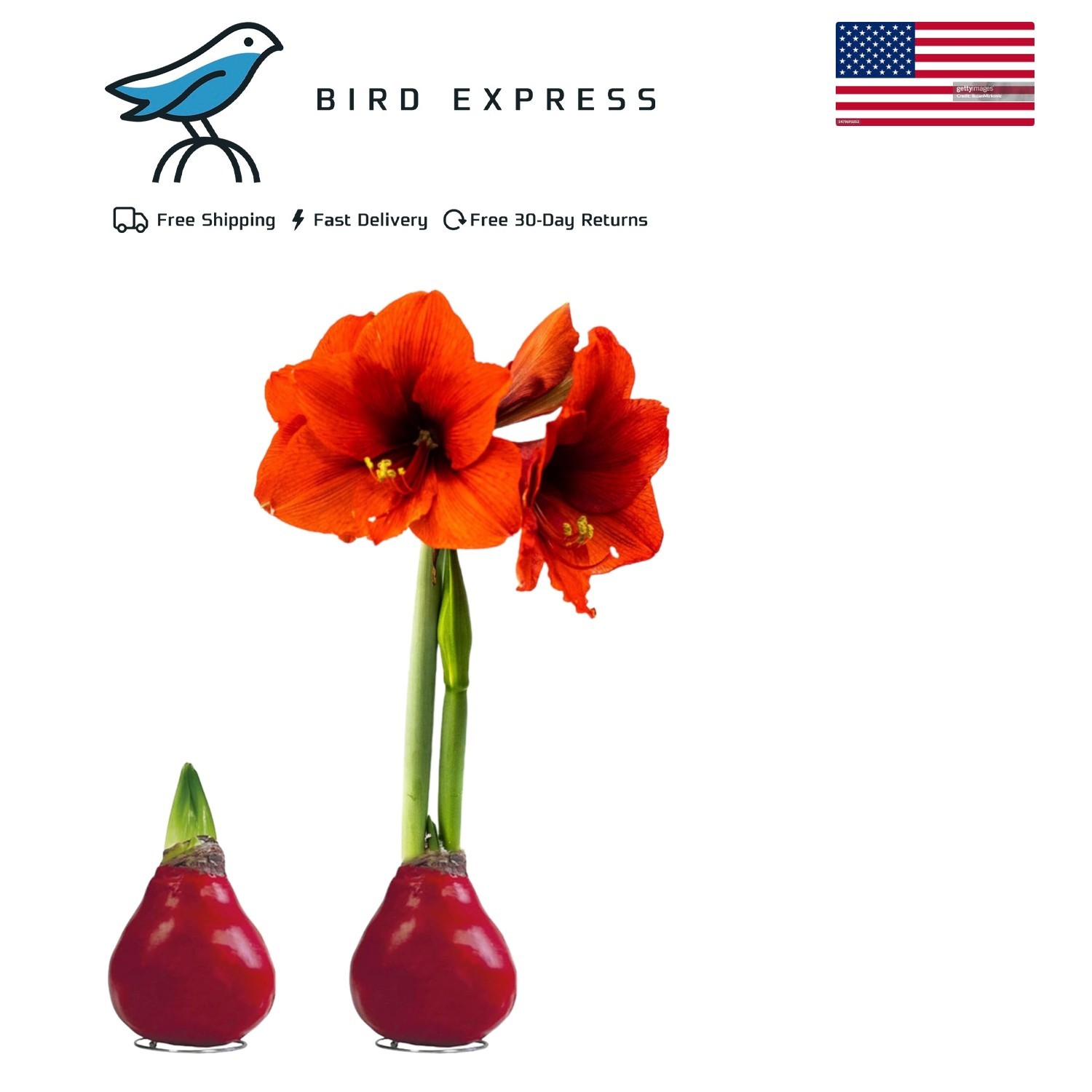 Waxed Amaryllis Bulb Red Bloom Live Holiday Plant Indoor Outdoor Easy Care