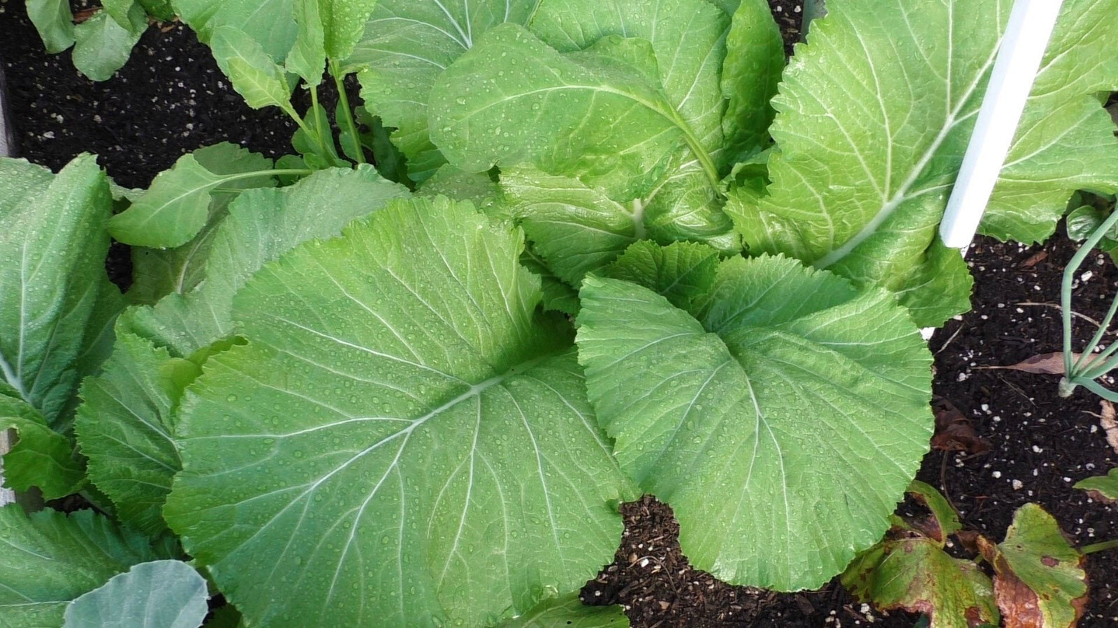 Florida Broadleaf Mustard 450 – 50,000 Seeds Heirloom Southern India Huge Leaves