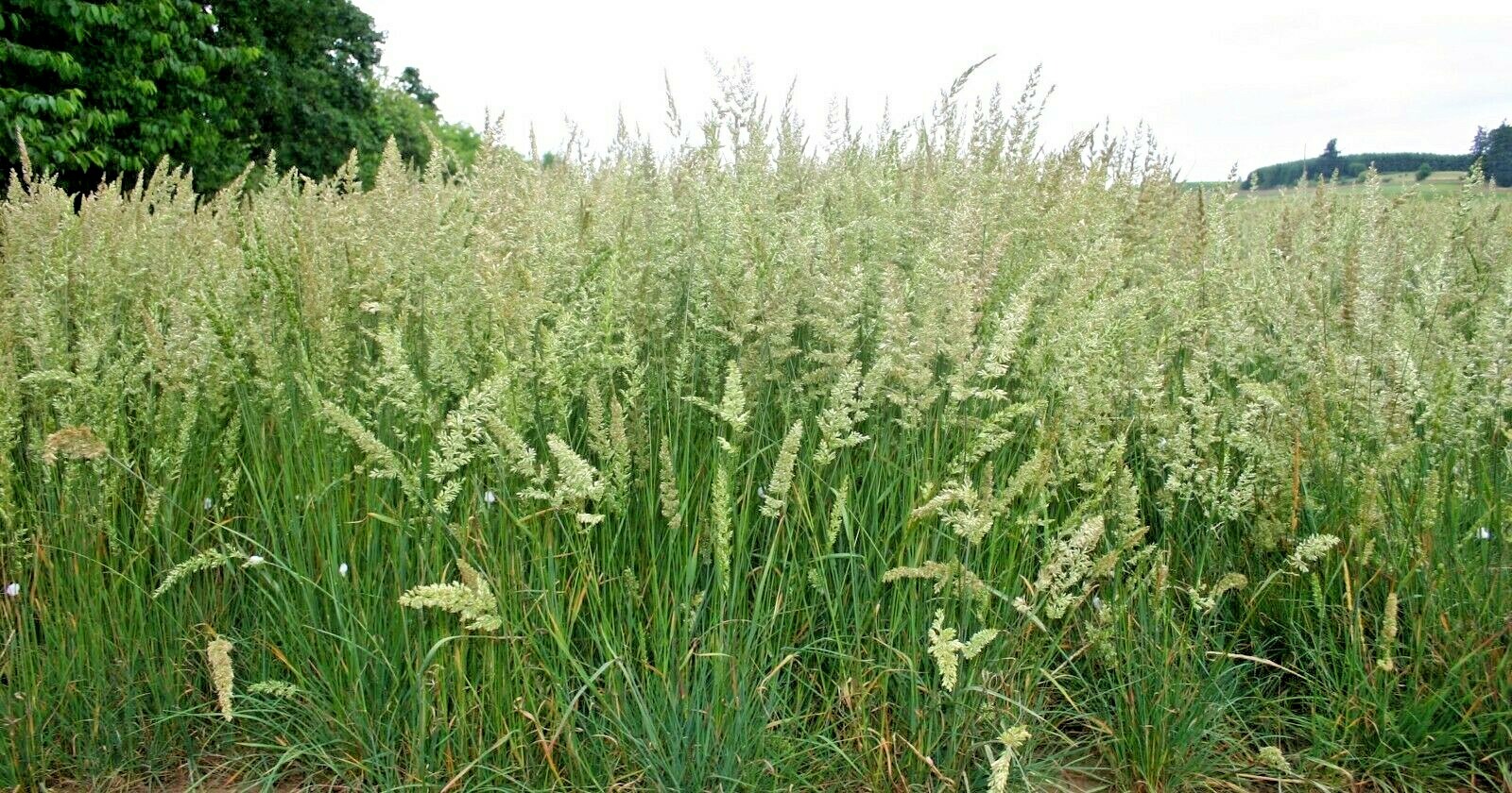 501+PRAIRIE JUNE GRASS Seeds Native Ornamental Drought Heat Cold Container Easy