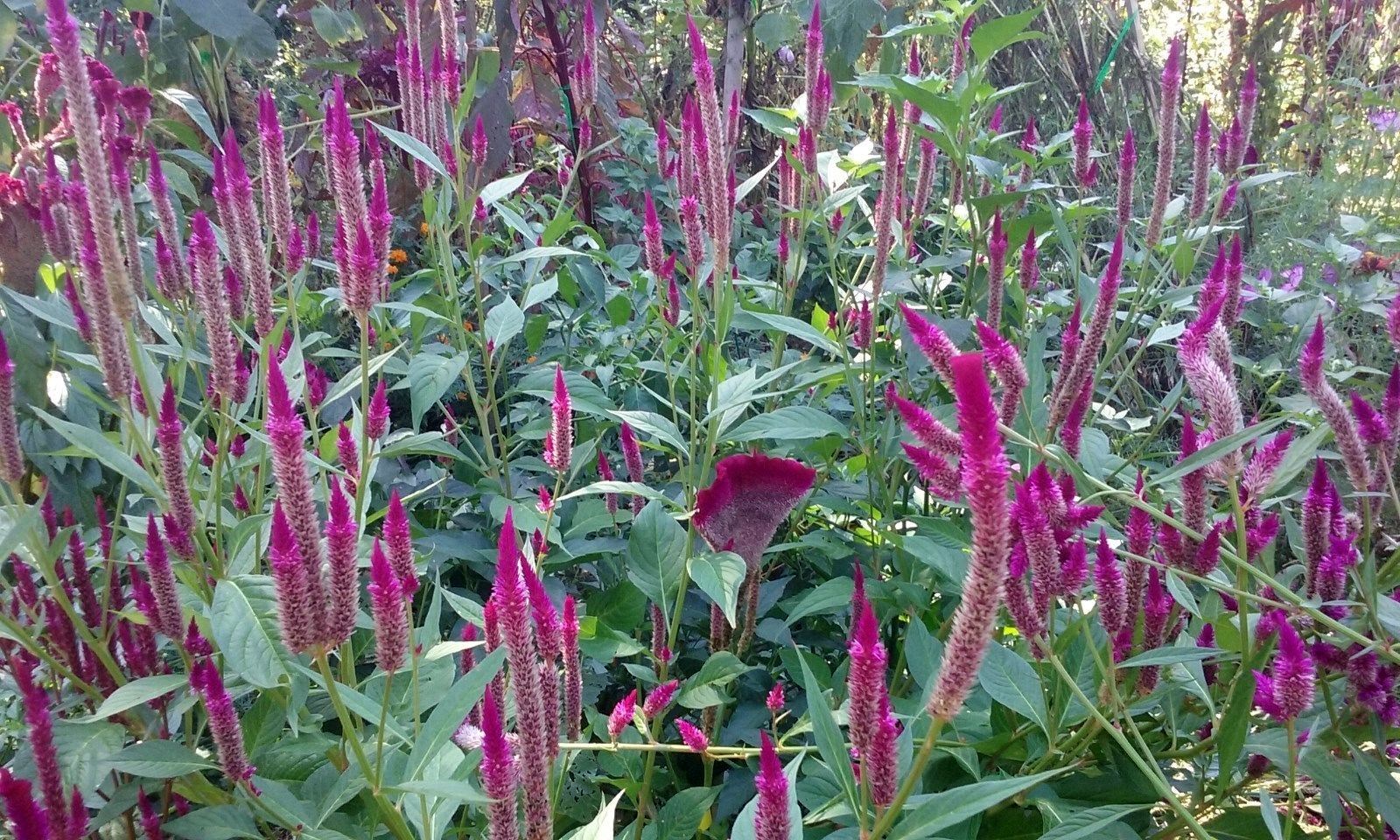 Hot Purple Candlestick Celosia – 5 FT TALL- 25 SEEDS – Easy to Grow -Comb.S/H