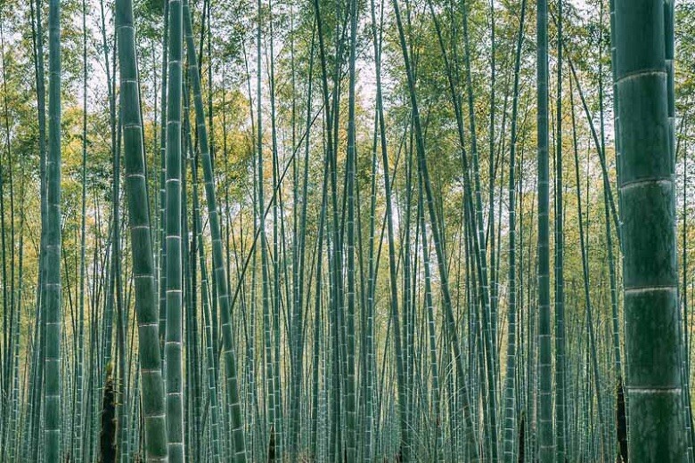 60+ MOSO Bamboo Seeds. Giant Phyllostachys edulis. USA Seller, Fast Shipping