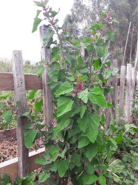 Lambsquarters Magenta Spreen , ~500 Seeds,Organic NonGmo grows 10ft tall