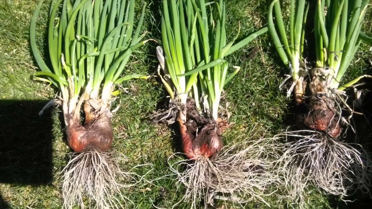 5 Egyptian Onion (Walking onion) Live bare root bulbs, Winter hardy perennial