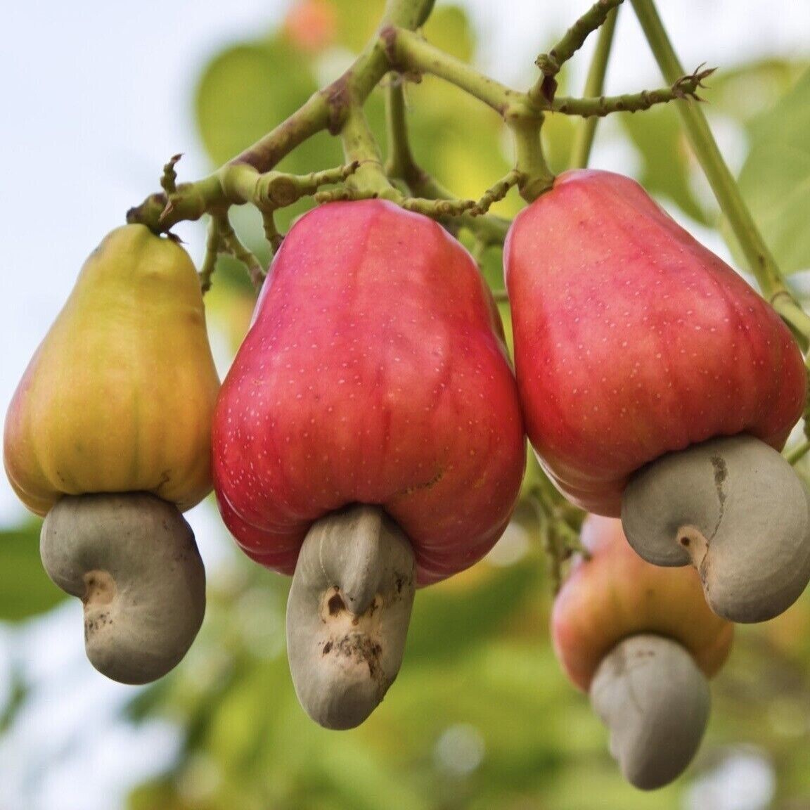 (6) Cashew Tree Seeds for Planting – Anacardium occidentale – Tropical Tree