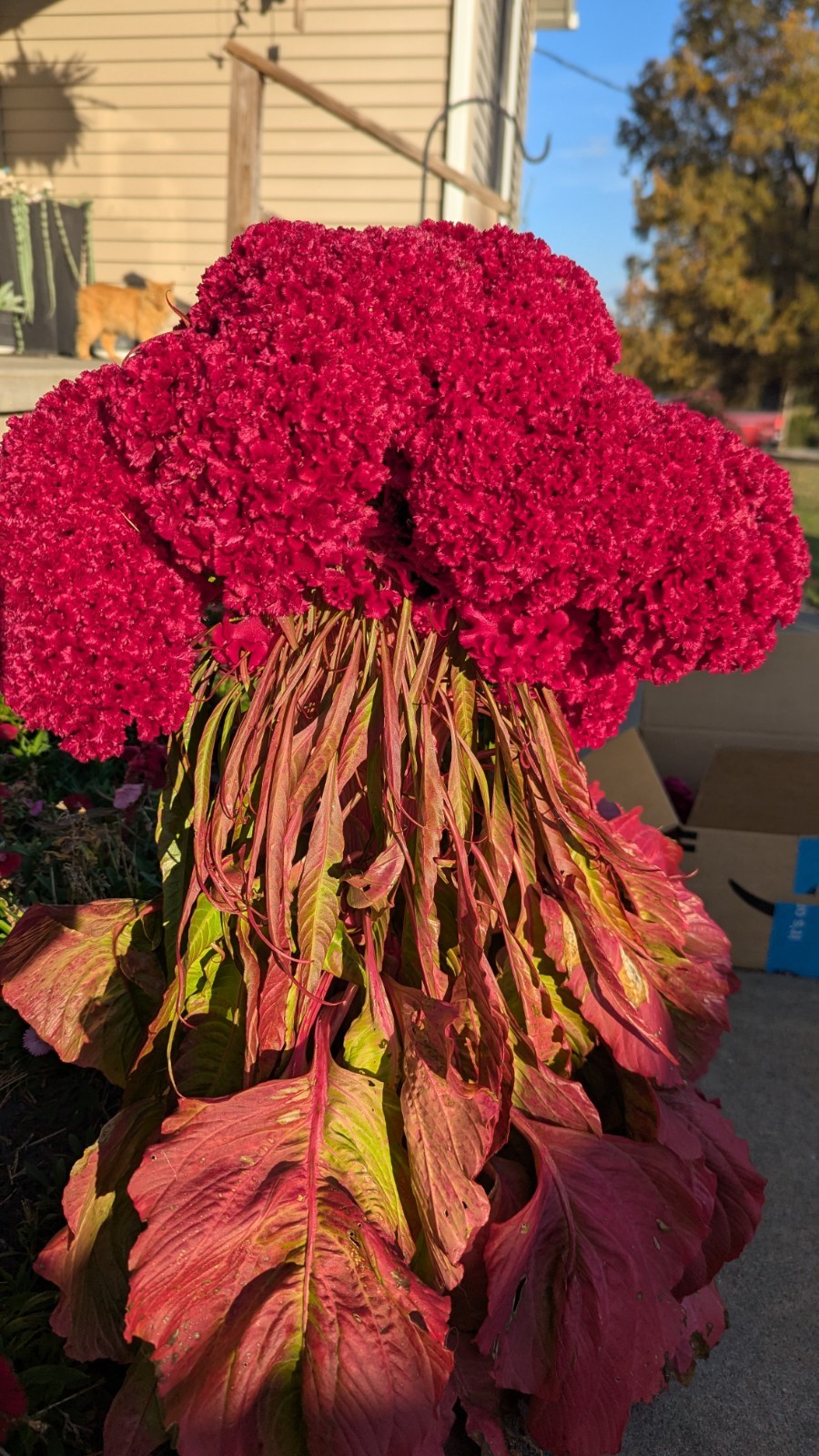 200+ Heirloom Giant Cockscomb seeds Magenta Celosia seeds Flower Seeds