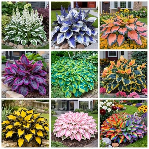 285+ Perennial Rainbow Hosta Seeds, Easy Grow Garden Foliage Heart-Shaped
