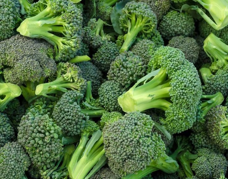 Organic Broccoli Microgreen Non-GMO Seeds for Sprouting or Planting 300 Seeds