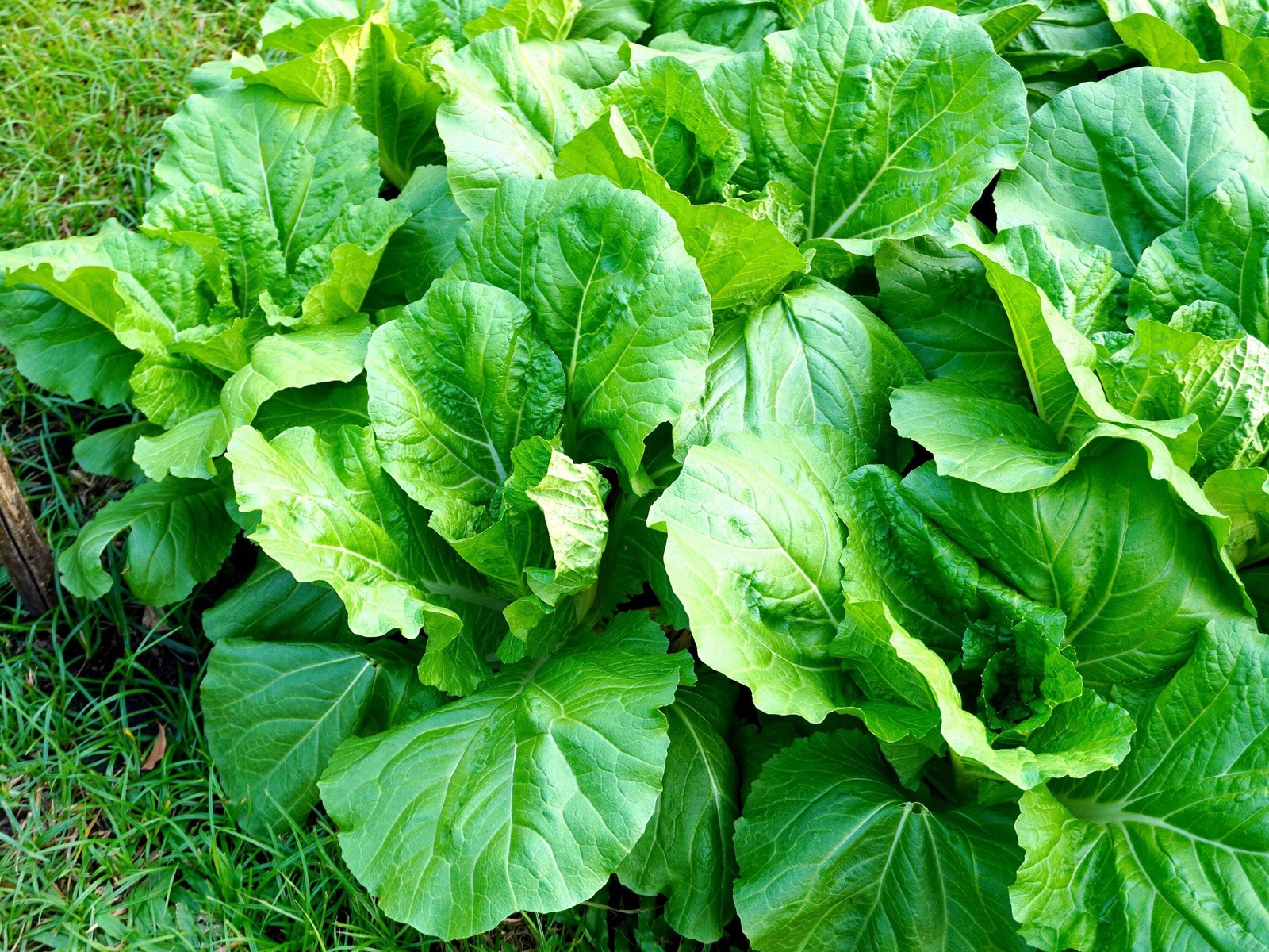 3000 FLORIDA BROADLEAF MUSTARD Brassica Juncea Herb Vegetable Seeds *Combined SH