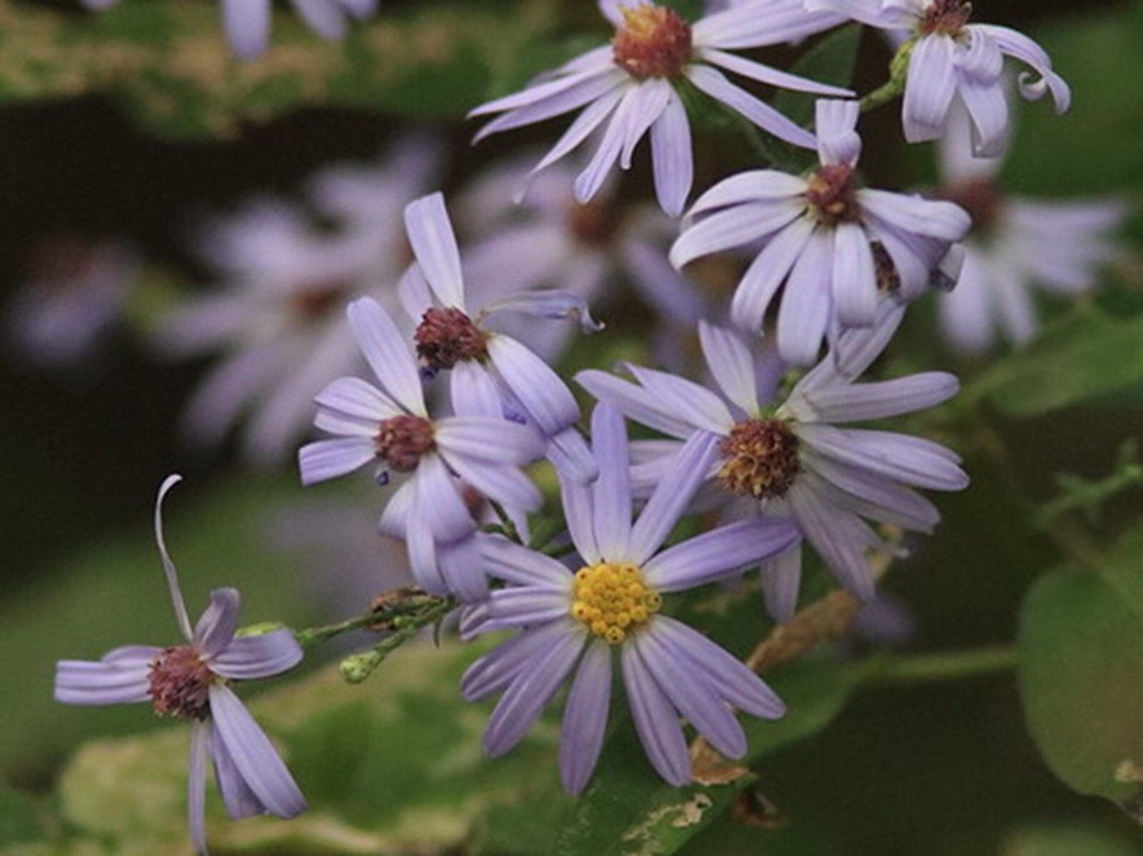 Sky Blue Aster {Symphyotrichum oolentangiense} 50+ seeds Free Shipping!