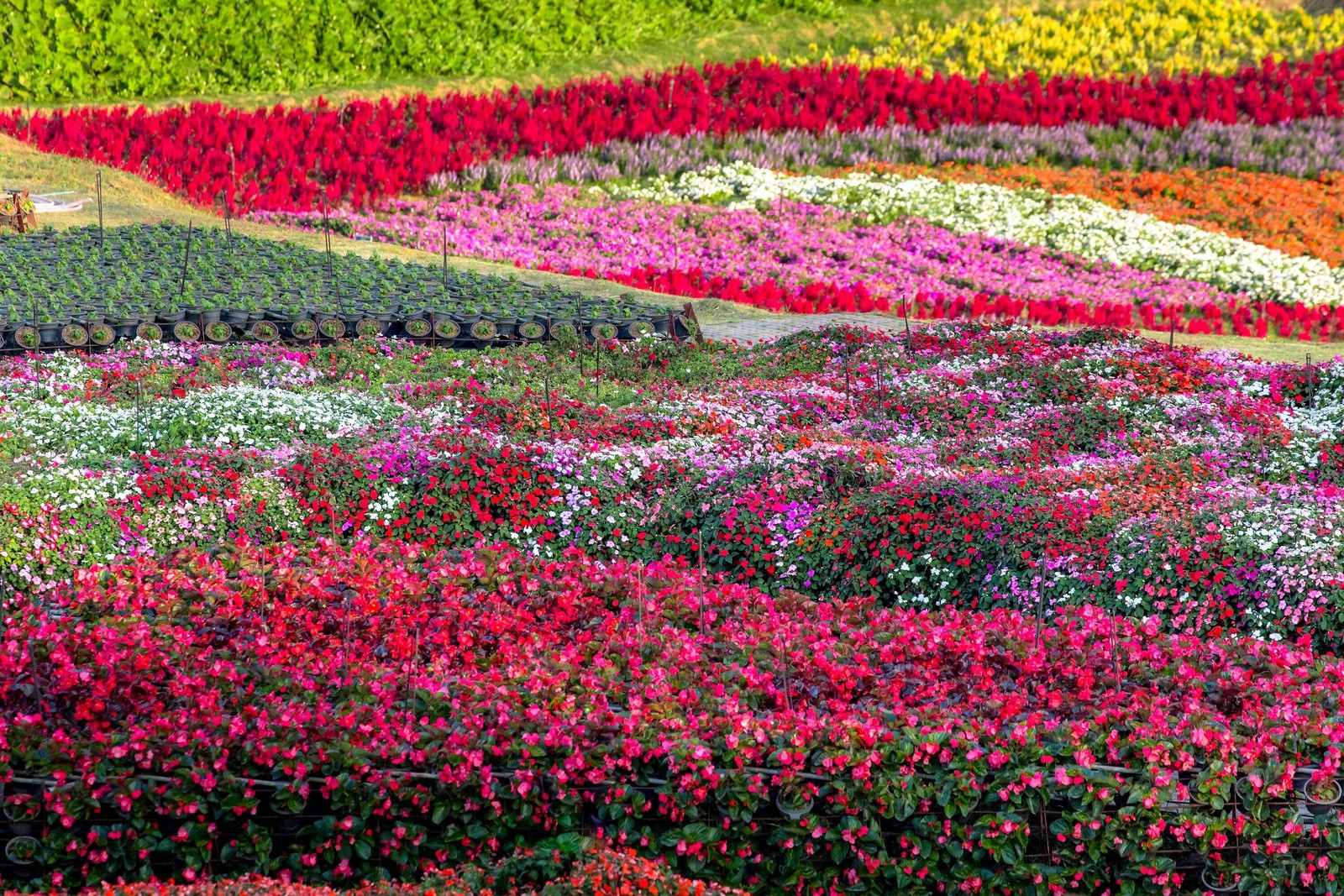 50 MIXED COLORS DWARF IMPATIENS Walleriana Red Pink Orange Shade Flower Seeds