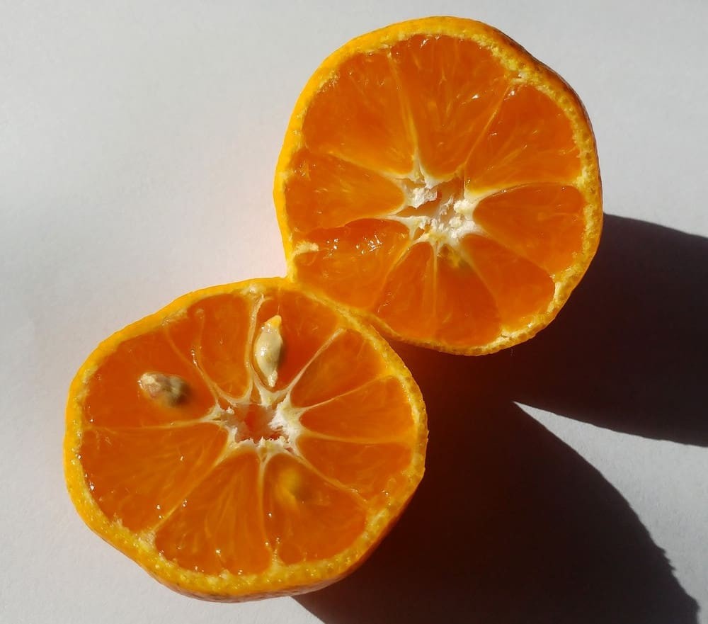 Citrus PRAGUE CITSUMA – Poncirus X Satsuma – COLD HARDY Tree SEEDS!