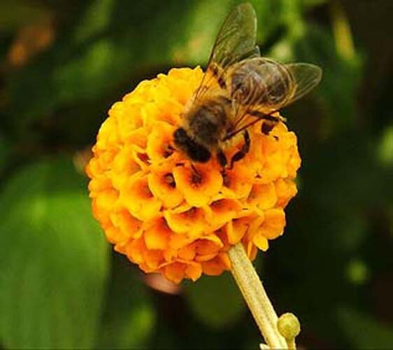 Buddleia globosa Golden Ball Butterfly Bush RARE 20 seeds