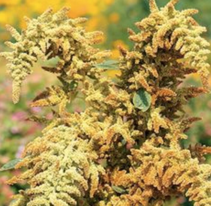 100+ Amaranth Autumn’s Touch seeds