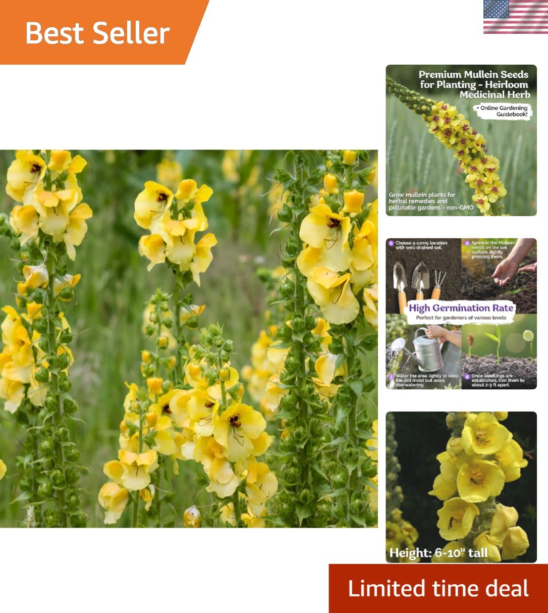 Grow 1000 Mullein Seeds – Non-GMO Organic Herb for Medicinal Use & Wellness