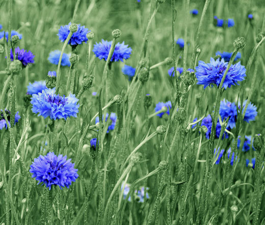 CORNFLOWER BACHELOR’S BUTTON BLUE DWARF Centaurea Cyanus – 5,000 Bulk Seeds