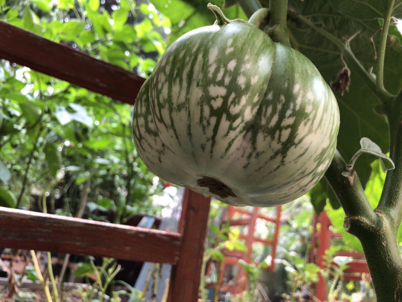 30+ cambodian Green Giant Eggplant Seeds Grown Organically Non GMO