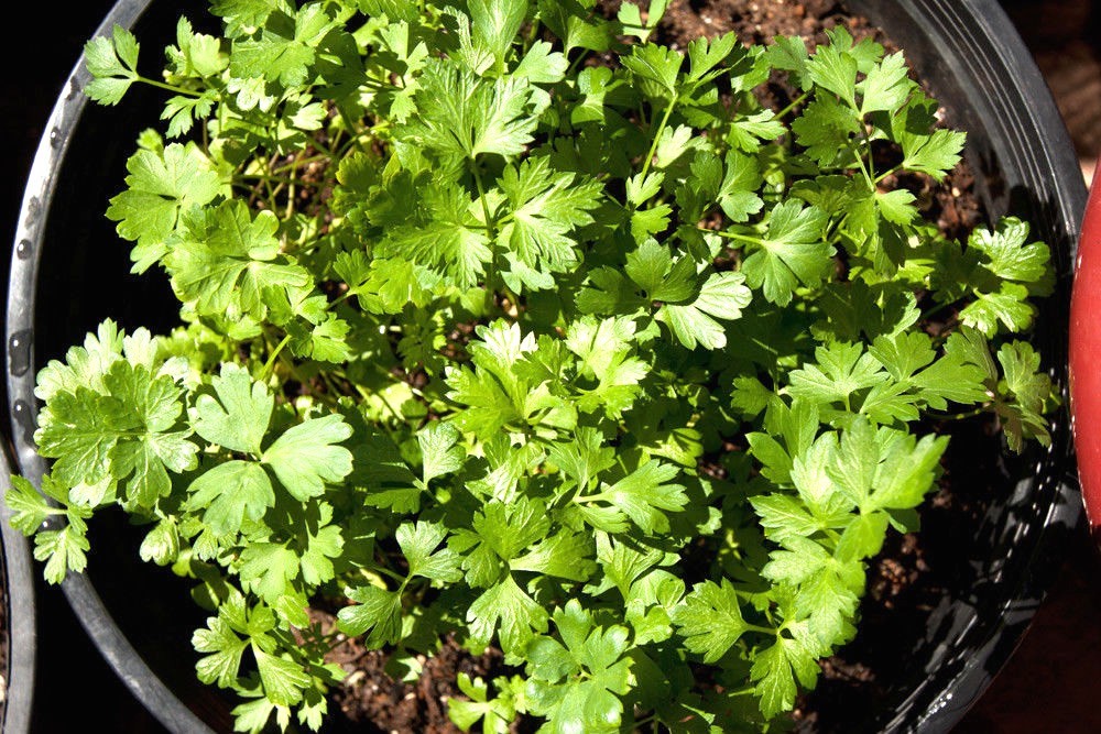 301+ITALIAN Flat Leaf PARSLEY Seeds Organic Herb Garden Containers Culinary Easy