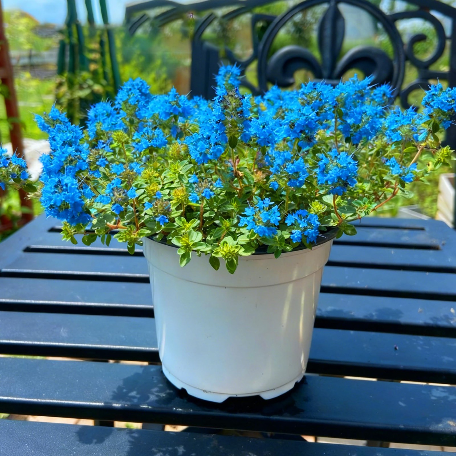 Blue Creeping Thyme Ground Cover Flower Seeds for Planting, 20000+pcs Perenni…