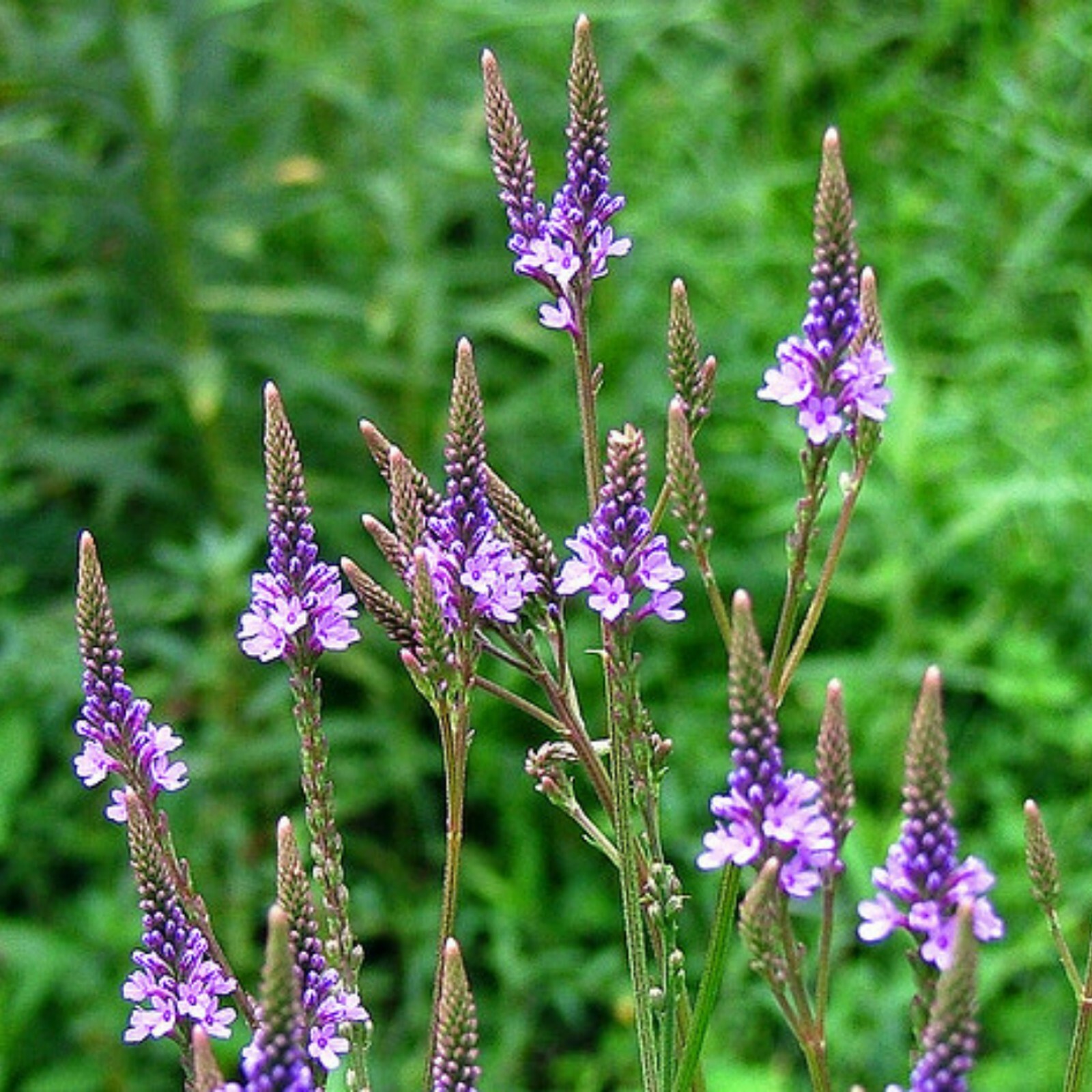 201+BLUE VERVAIN Seeds Native Wildflower Herb Tea Perennial Drought Garden Easy