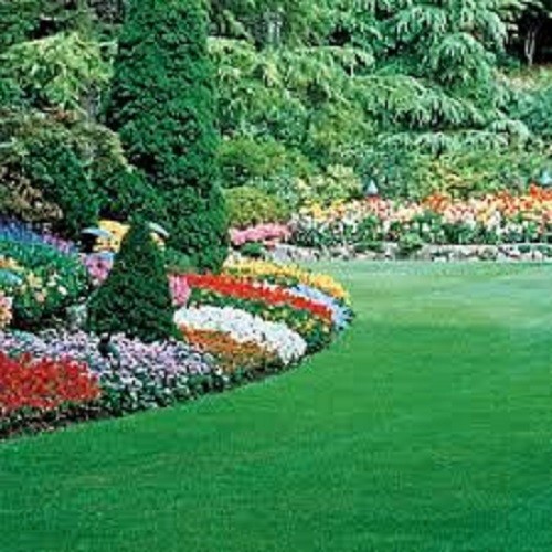 5 LBS WHITE DUTCH CLOVER SEED FOR LAWNS & GROUND COVER 800,000 SEEDS PER LB