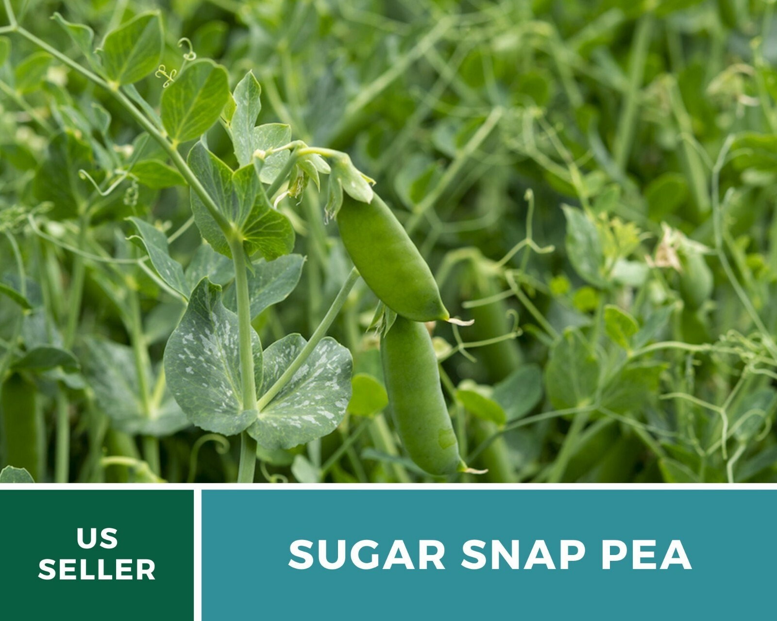 Peas, Sugar Snap – Heirloom Seeds – Sow Spring for midsummer or Summer for Fall
