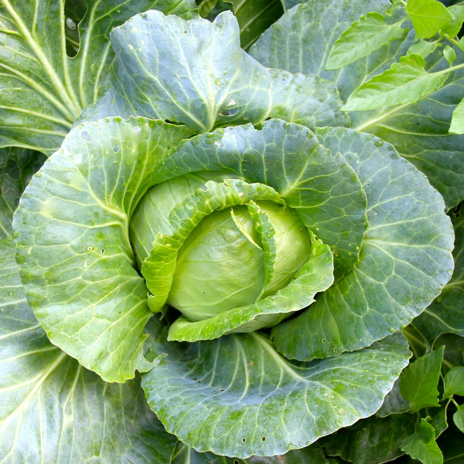 Cabbage Seed: All Seasons Cabbage Seeds. Fresh Seed. FREE Shipping!!!!!