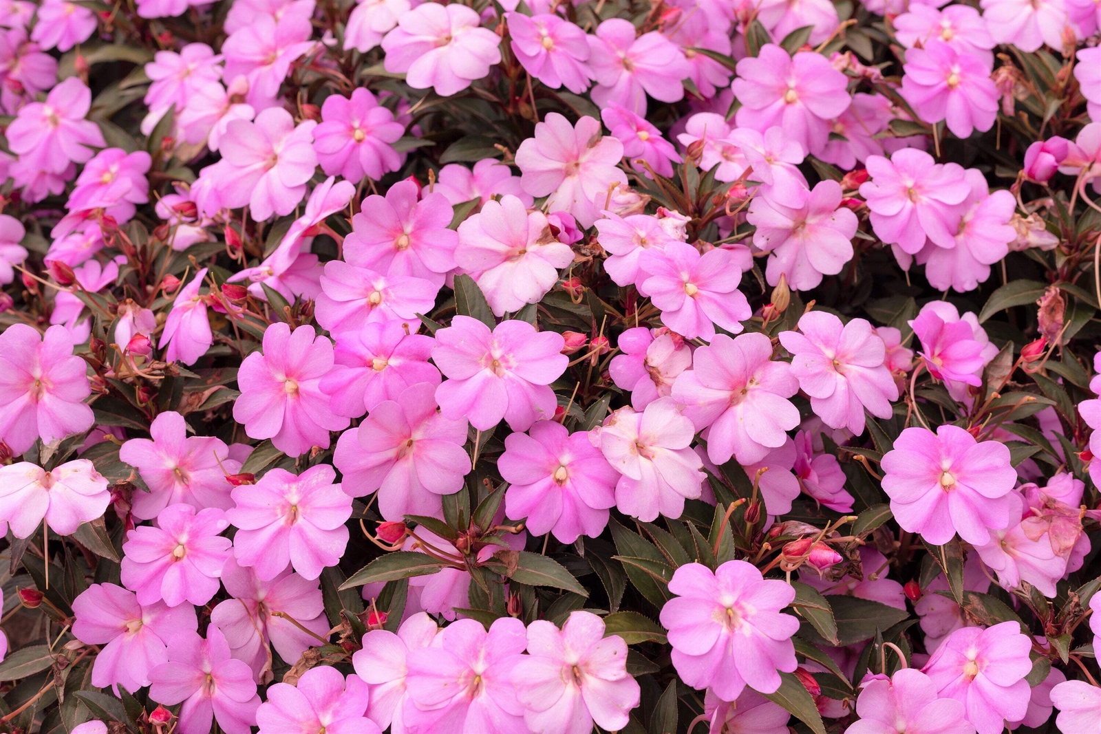 50 DWARF PINK IMPATIENS Walleriana Sun or Full Shade Flower Seeds *Flat Shipping