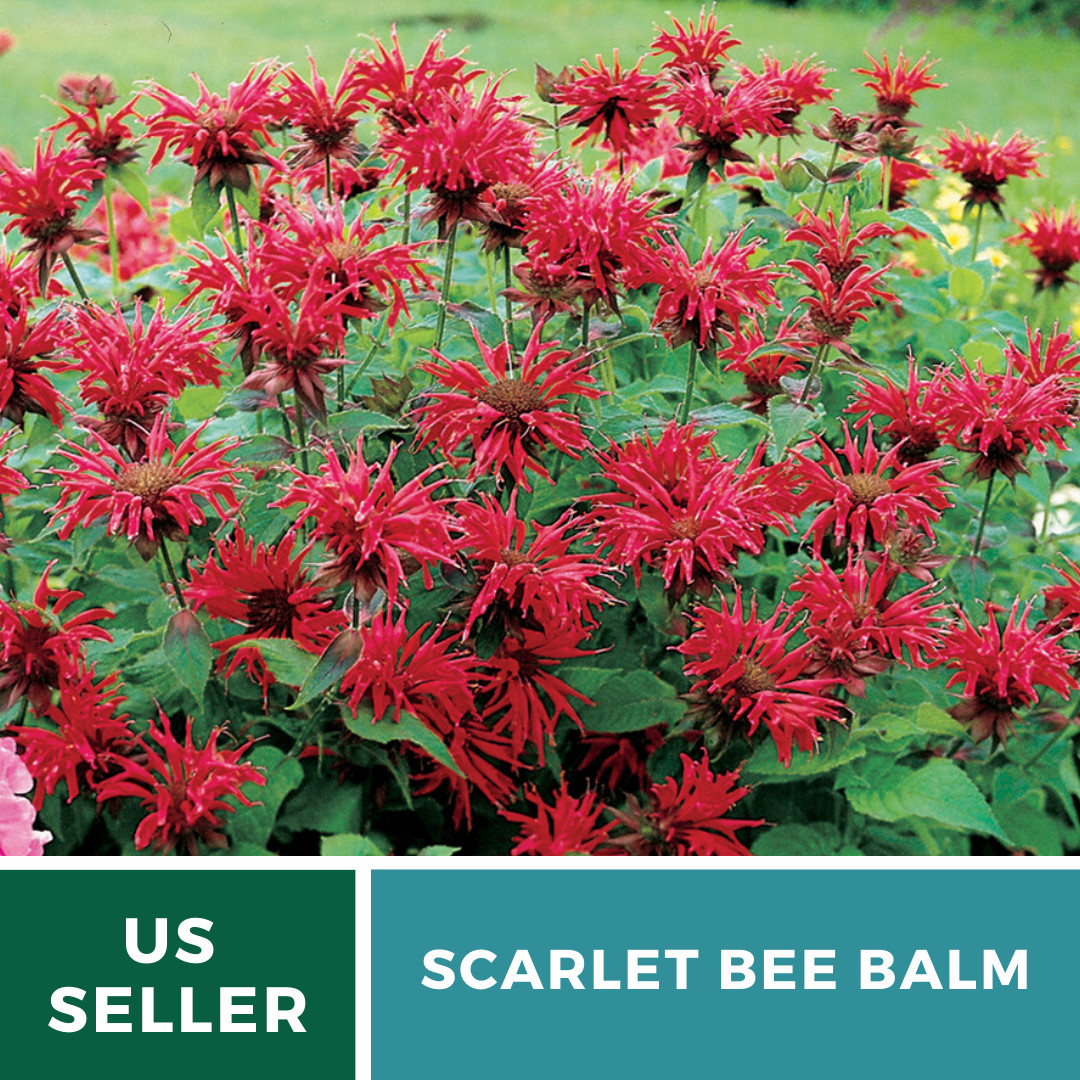 Bee Balm, Scarlet Bergamot – 20 Seeds, Heirloom Herb (Monarda didyma)