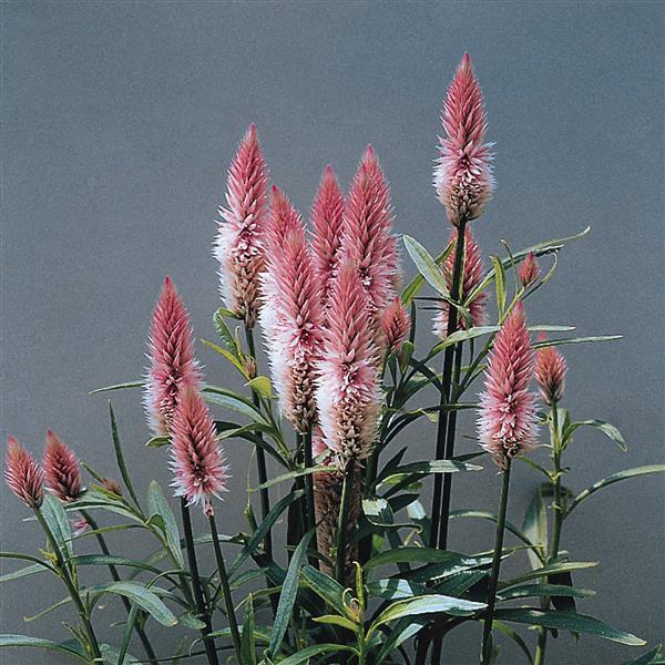 Celosia Flamingo Feather Seeds – 25 Seeds Per Packet, Non-GMO