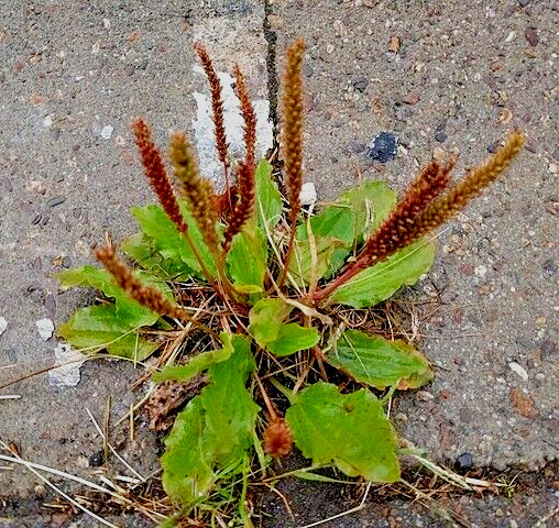 WIDE LEAF PLANTAIN 500 SEEDS, PLANTAGO MAJOR