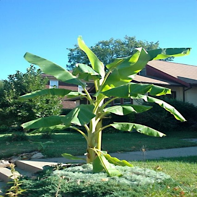 10 “DWARF” Cavendish BANANA Tree Seeds Musa acuminata Hardy Tropical Fruit Plant