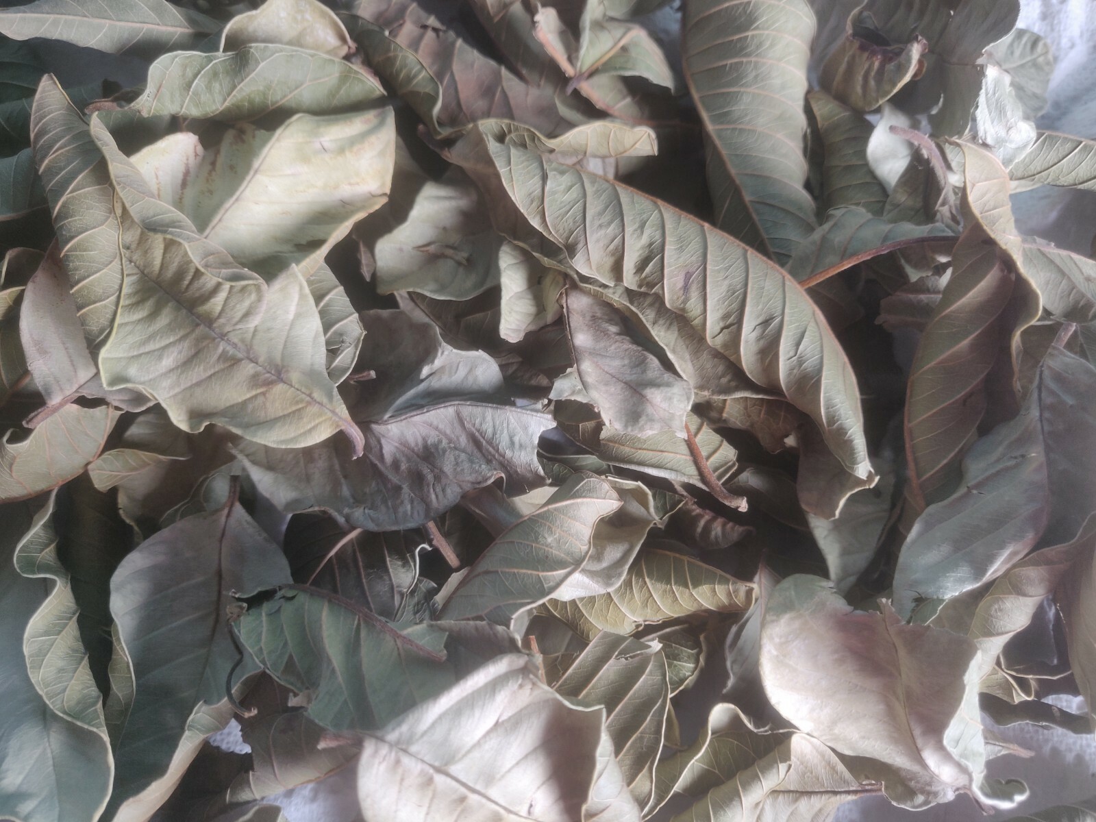 50 HOJAS DE GUAYABA ORGANICAS SECAS-50 ORGANIC DRY GUAVA LEAVES