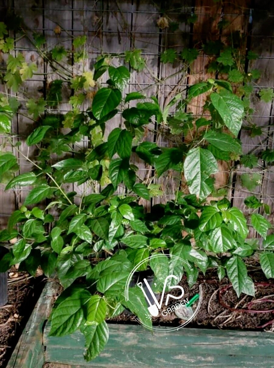 PREMNA SERRATIFOLIA SEEDS, HẠT LÁ CÁCH