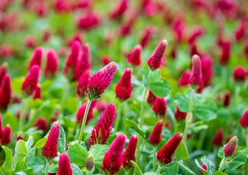 400+ Crimson Clover Seeds **Fresh Seeds** ~~Free Shipping~~