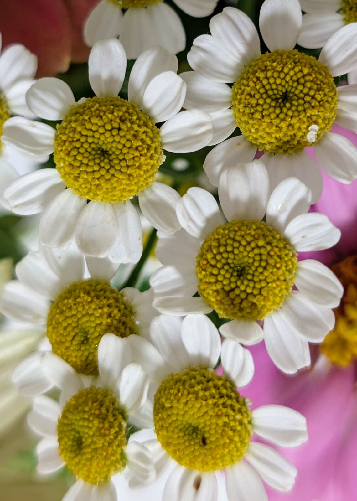 25+ Feverfew Seeds, Medicinal Flowering Herb White, Free Shipping