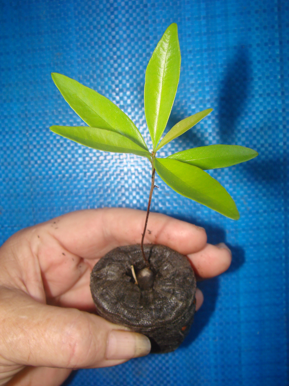 ~GRUMICHAMA~ Eugenia braziliensis FRUIT TREE Brazilian Cherry sml starter Plant
