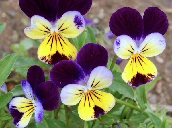 1oz JOHNNY JUMP UP Helen Mount VIOLA Seeds Tricolor Flower (Aprx 49,000 Seeds)
