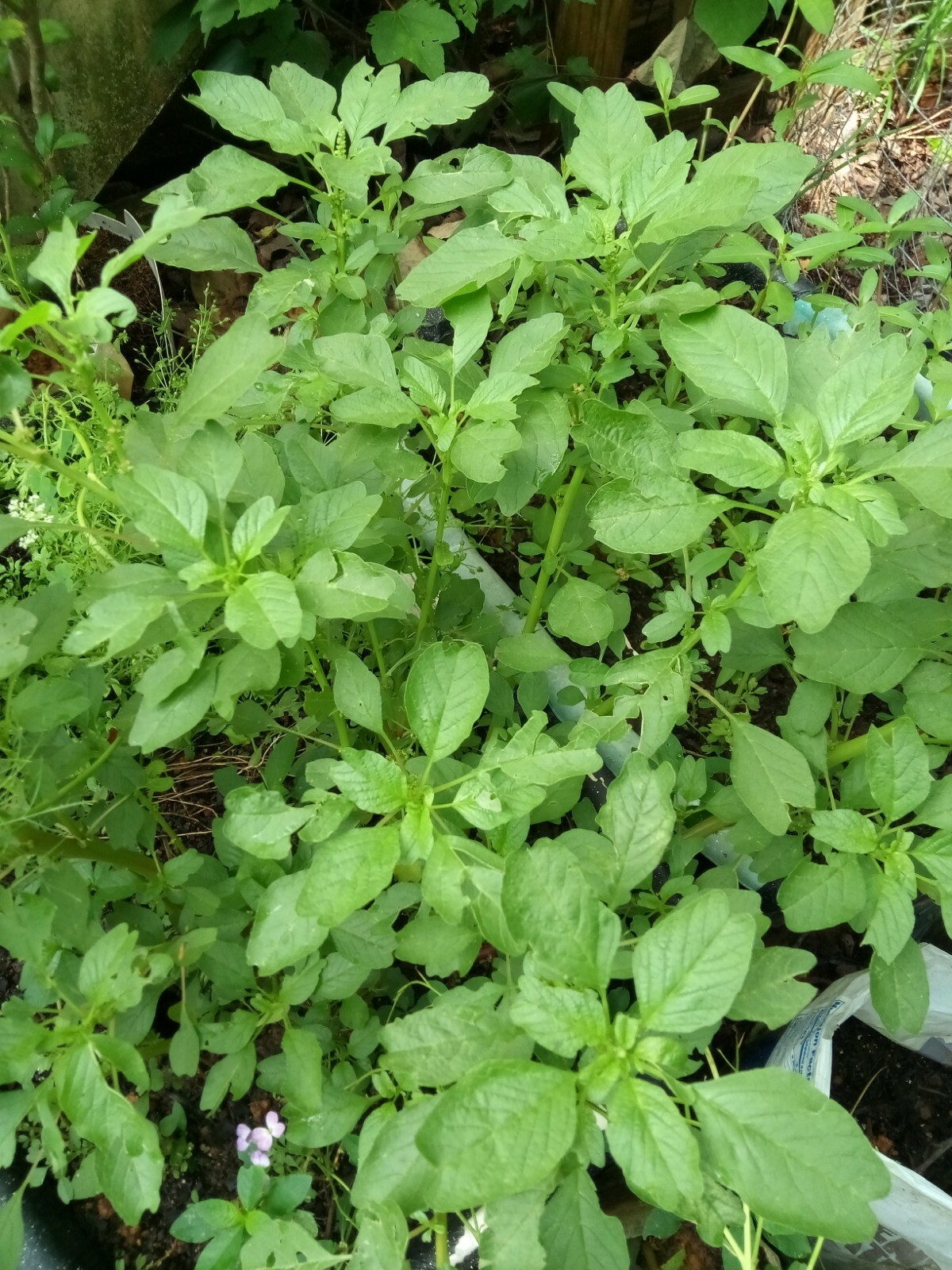 500+ Green Amaranth Seeds(Indian Siru Keerai/Koora Thampala ) Leafy Vegetable.