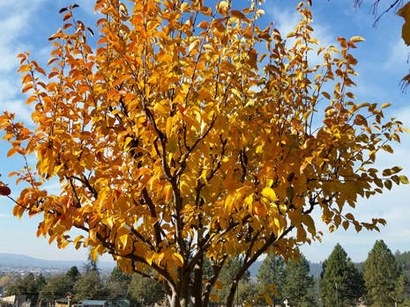 Asian Pear Tree | Premium Seeds | Pyrus pyrifolia ‘Fall’ | Plants’®