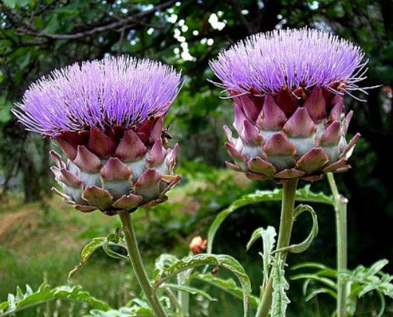 200+ Globe Artichoke Thistle Seeds for Garden Planting – USA – FREE SHIPPING!