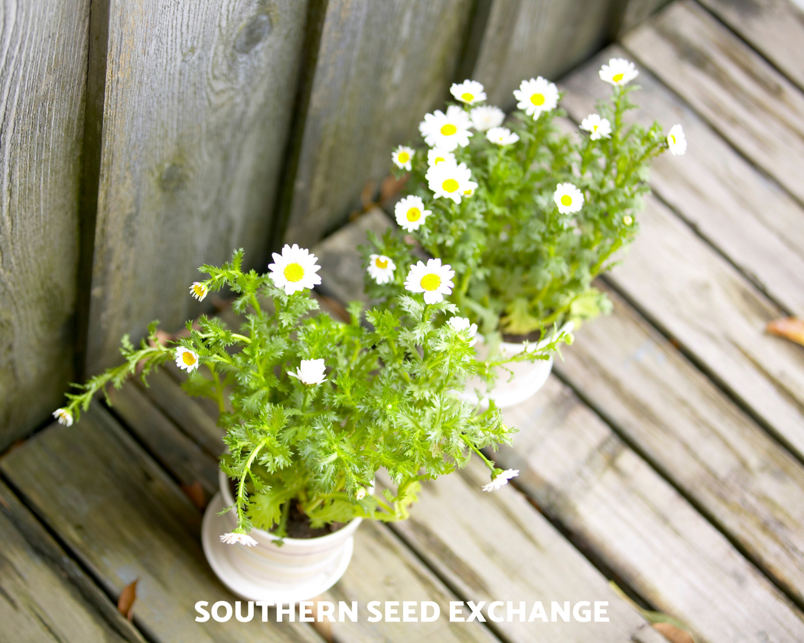Feverfew – 100 Seeds – Medicinal Herb – Hummingbirds (Tanacetum Parthenium)