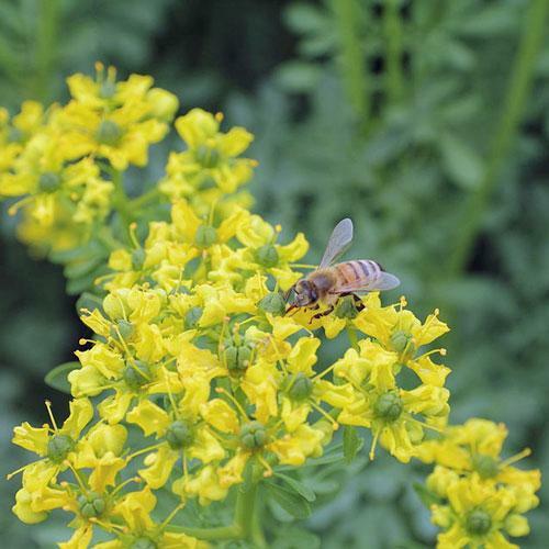 Ruta graveolens | Common or Garden Rue | Herb of Grace | 10 Seeds