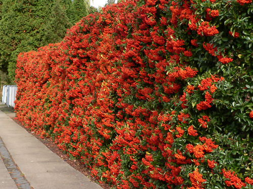 Scarlet Firethorn, Pyracantha coccinea, Shrub Seeds (Fast, Hardy Showy Hedge)